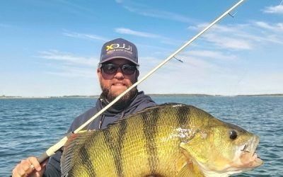 Pêcher la perche au lac du Der : plaisir, apprentissage et émotions garanties