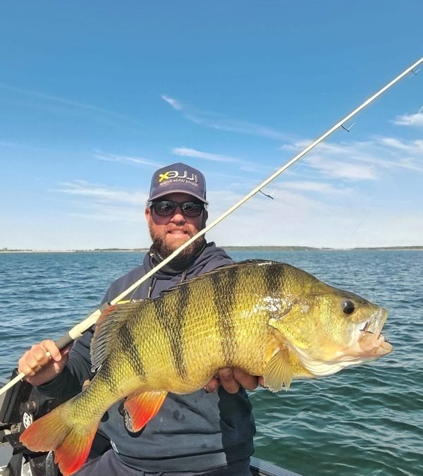 Pêcher la perche au lac du Der : plaisir, apprentissage et émotions garanties
